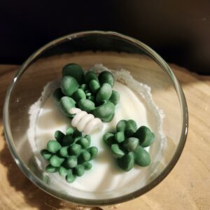 bougie plantes suculante